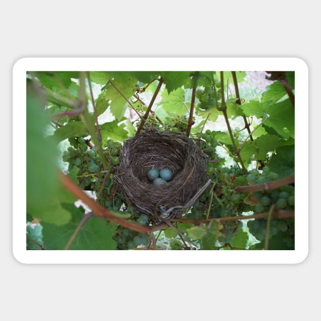 Nest in the Riesling - Magpie Springs - Adelaide Hills Wine Region - Fleurieu Peninsula - Winery Sticker by MagpieSprings